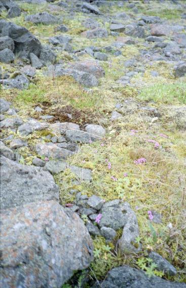 The rocks and flowers on the way up to the waterfall