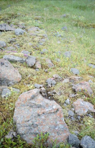 The rocks and flowers on the way up to the waterfall